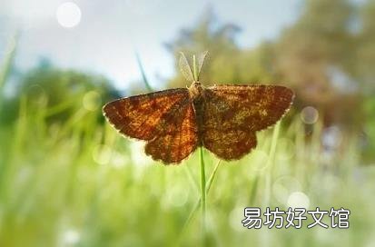 飛蛾怎么養(yǎng) 飛蛾吃什么