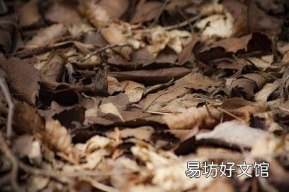 飛蛾怎么養(yǎng) 飛蛾吃什么