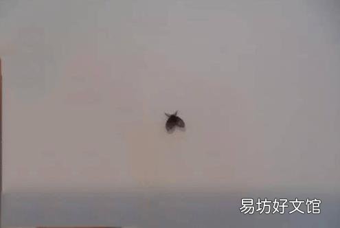 飛蛾怎么養(yǎng) 飛蛾吃什么
