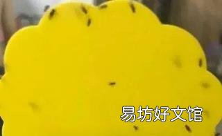 飛蛾怎么養(yǎng) 飛蛾吃什么
