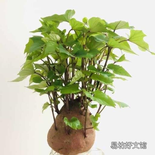 描写秋天成熟的农作物 秋天成熟的农作物