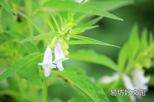 描写秋天成熟的农作物 秋天成熟的农作物