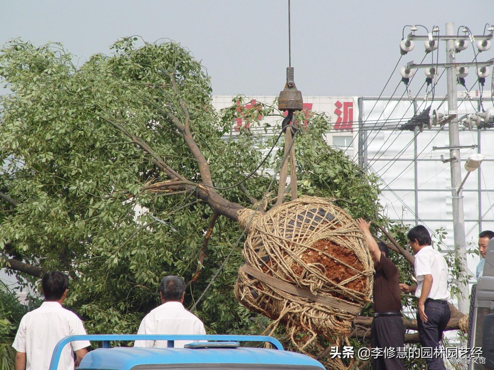 香樟树容易成活吗 香樟树种植