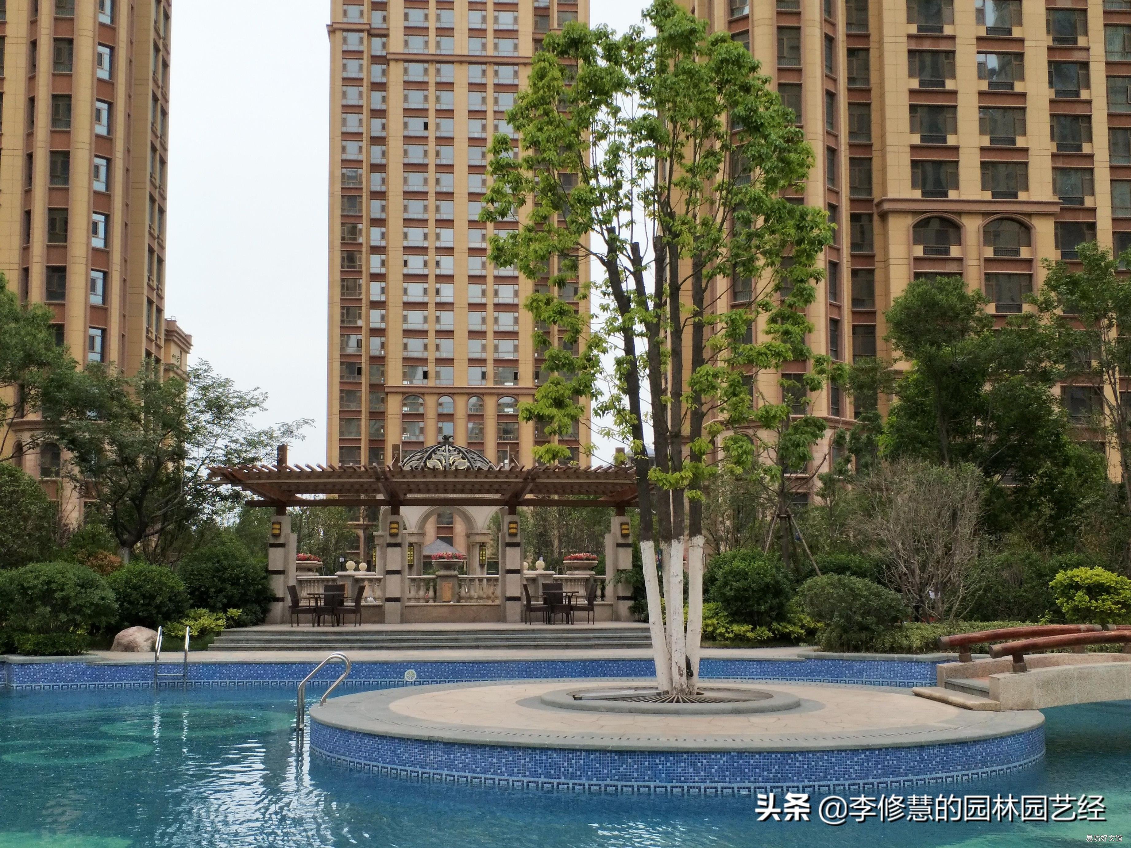 香樟树容易成活吗 香樟树种植