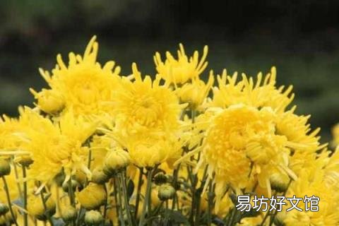 重阳节人们做什么 重阳节干什么