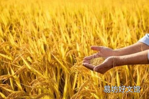 重阳节人们做什么 重阳节干什么
