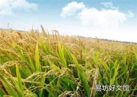 大暑的含义 大暑是什么意思啊