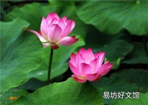 大暑的含义 大暑是什么意思啊