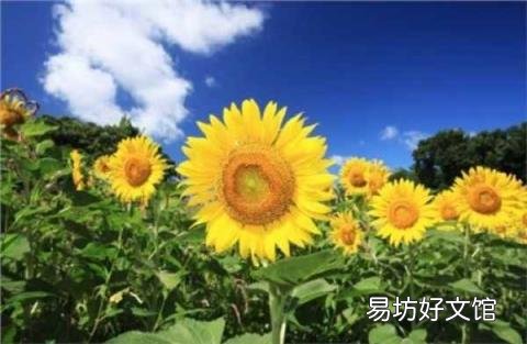 大暑的含义 大暑是什么意思啊