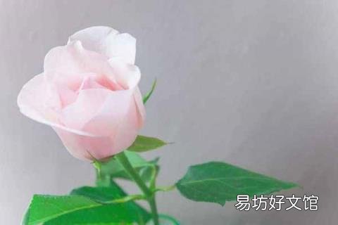 白玫瑰送几朵的含义 11朵白玫瑰代表什么