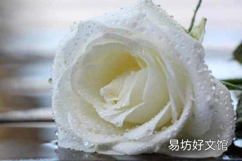 白玫瑰送几朵的含义 11朵白玫瑰代表什么