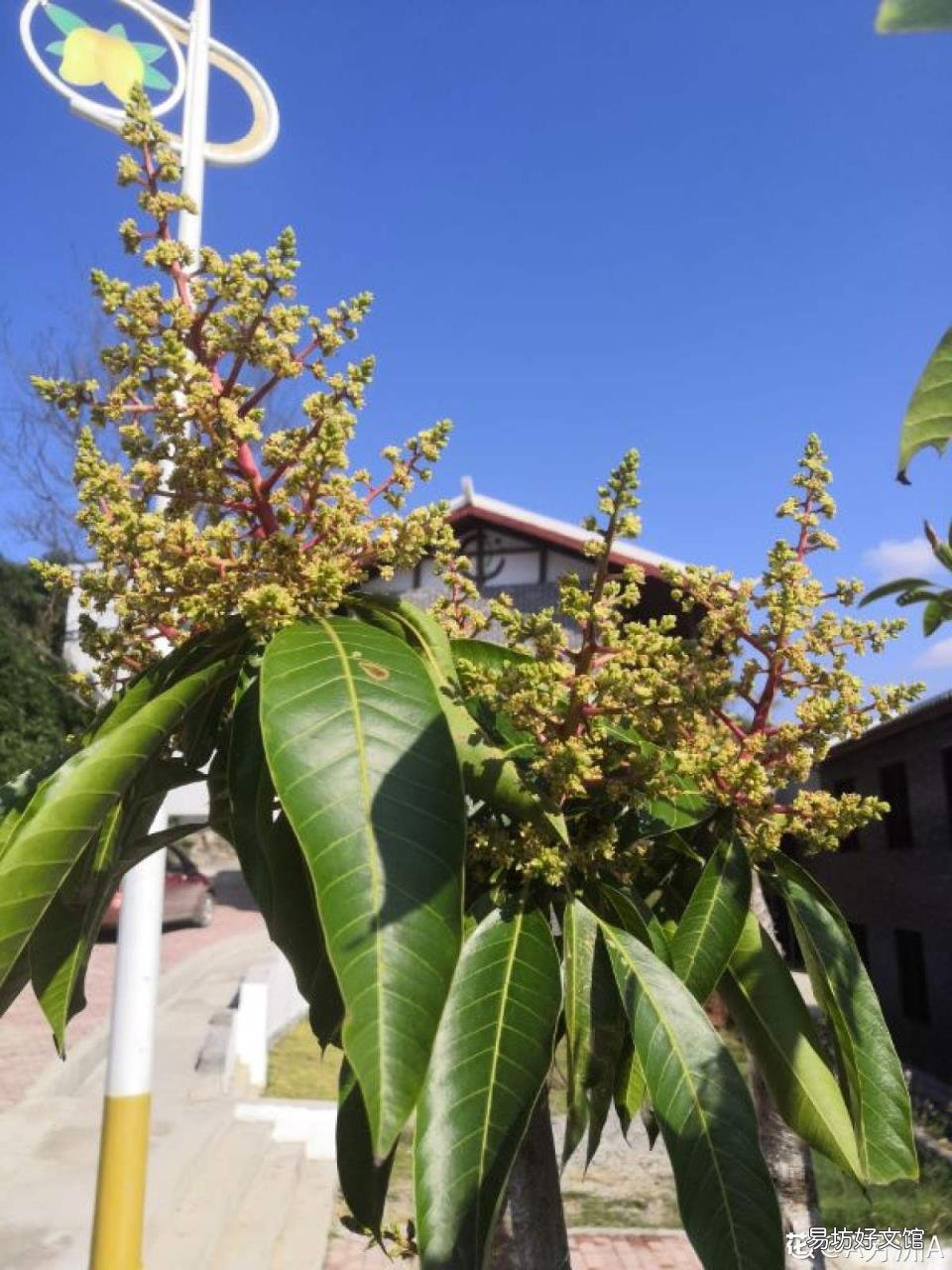 常见的水果树开花了 水果花