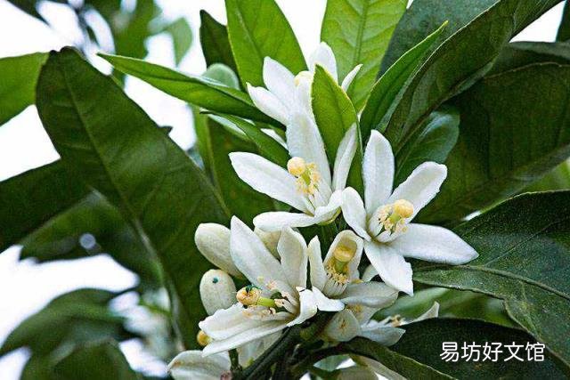 常见的水果树开花了 水果花