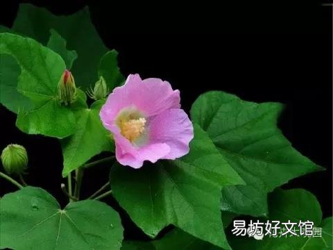 草芙蓉与木芙蓉的区别 芙蓉花有几种