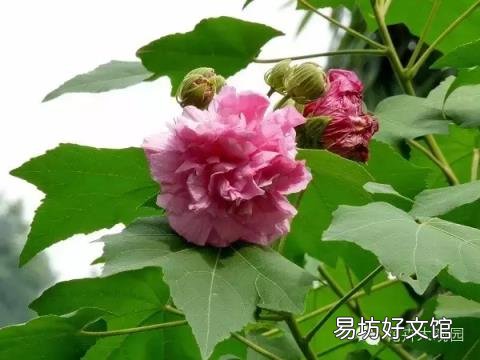 草芙蓉与木芙蓉的区别 芙蓉花有几种
