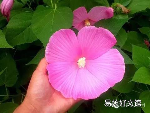 草芙蓉与木芙蓉的区别 芙蓉花有几种