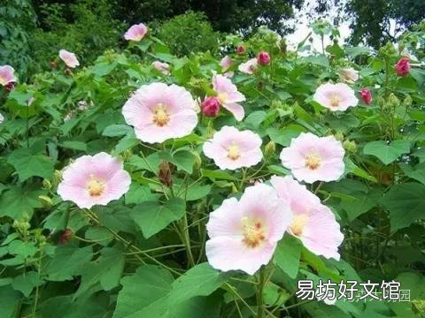 草芙蓉与木芙蓉的区别 芙蓉花有几种