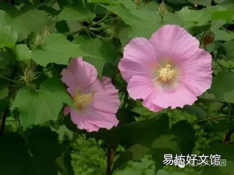 草芙蓉与木芙蓉的区别 芙蓉花有几种