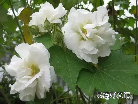 草芙蓉与木芙蓉的区别 芙蓉花有几种