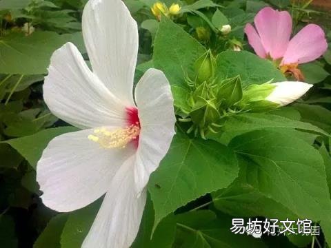 草芙蓉与木芙蓉的区别 芙蓉花有几种