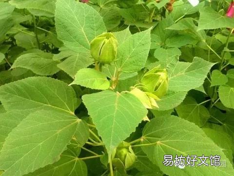 草芙蓉与木芙蓉的区别 芙蓉花有几种