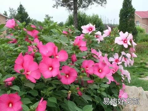 草芙蓉与木芙蓉的区别 芙蓉花有几种