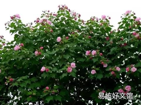 草芙蓉与木芙蓉的区别 芙蓉花有几种