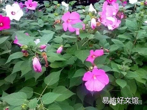 草芙蓉与木芙蓉的区别 芙蓉花有几种