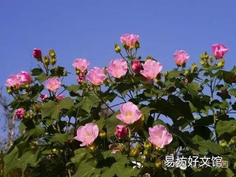 草芙蓉与木芙蓉的区别 芙蓉花有几种