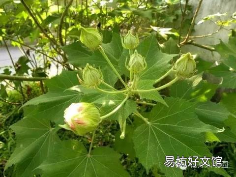 草芙蓉与木芙蓉的区别 芙蓉花有几种