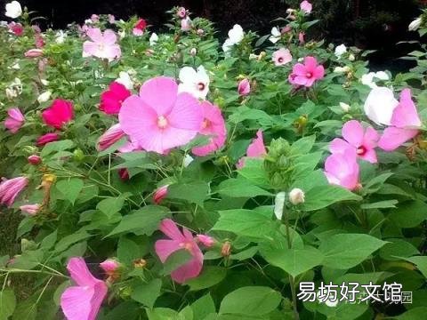 草芙蓉与木芙蓉的区别 芙蓉花有几种
