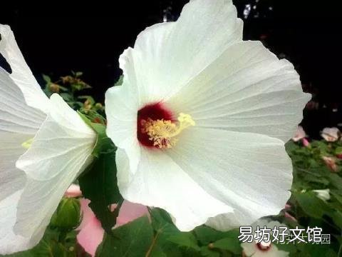 草芙蓉与木芙蓉的区别 芙蓉花有几种