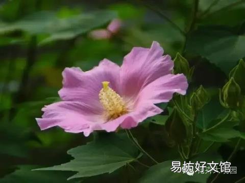 草芙蓉与木芙蓉的区别 芙蓉花有几种