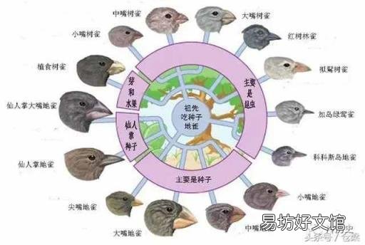 鲍鱼为啥叫鲍鱼 鲍鱼是什么意思