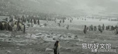 企鹅可以在南极生存吗? 企鹅生活在南极还是北极