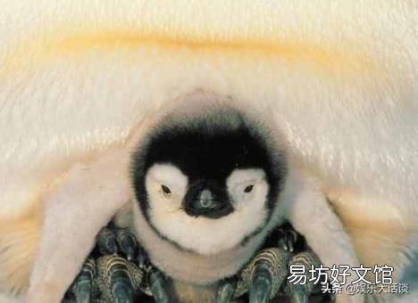 企鹅可以在南极生存吗? 企鹅生活在南极还是北极