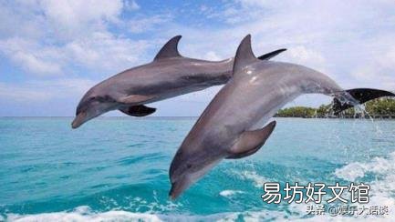 企鹅可以在南极生存吗? 企鹅生活在南极还是北极