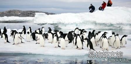 企鹅可以在南极生存吗? 企鹅生活在南极还是北极