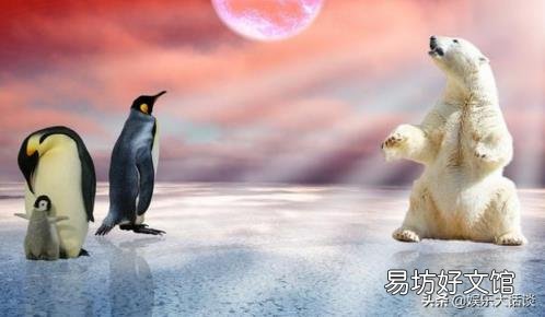 企鹅可以在南极生存吗? 企鹅生活在南极还是北极