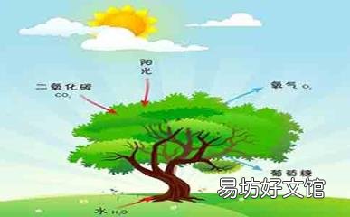 光合作用的实质是什么