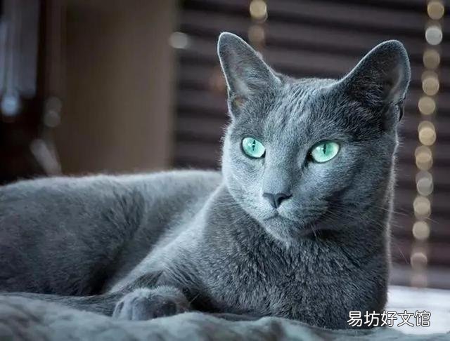 汤姆是什么品种的猫(汤姆属于哪种猫)