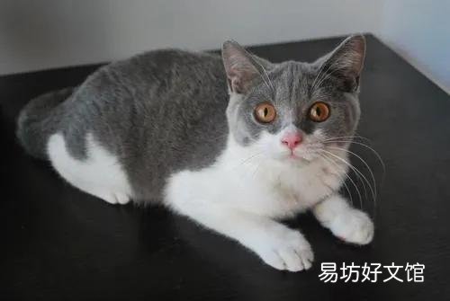 汤姆是什么品种的猫(汤姆属于哪种猫)