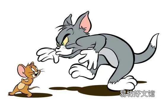 汤姆是什么品种的猫(汤姆属于哪种猫)