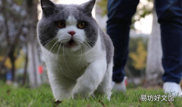 汤姆是什么品种的猫(汤姆属于哪种猫)
