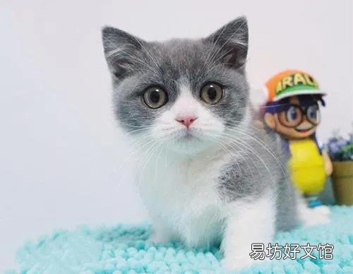汤姆是什么品种的猫(汤姆属于哪种猫)