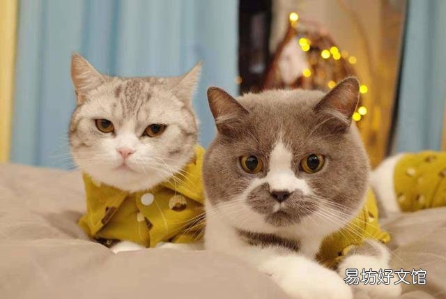 英短和美短串出来的猫(英短和美短串出来的猫叫什么)