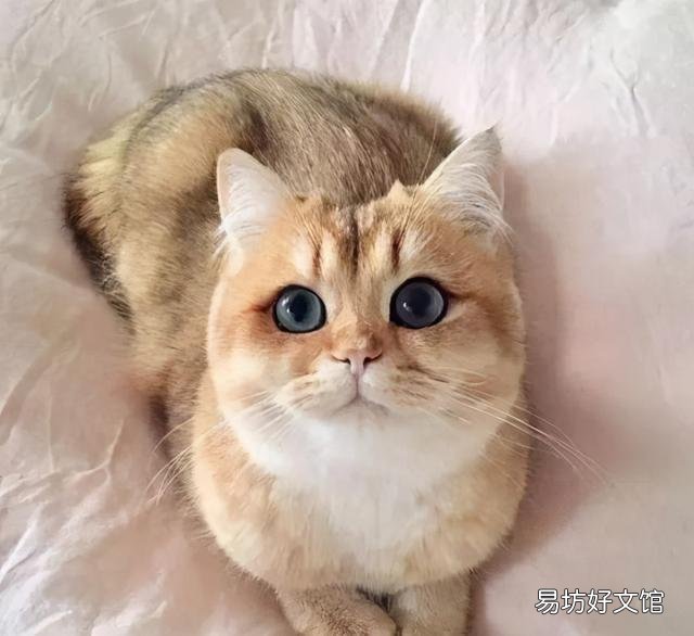 英短和美短串出来的猫(英短和美短串出来的猫叫什么)