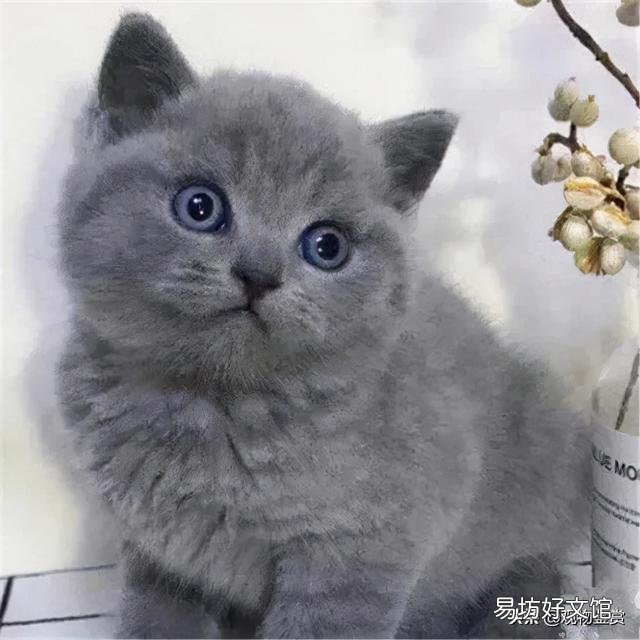 猫多长时间洗一次澡(猫多长时间洗一次澡合适)