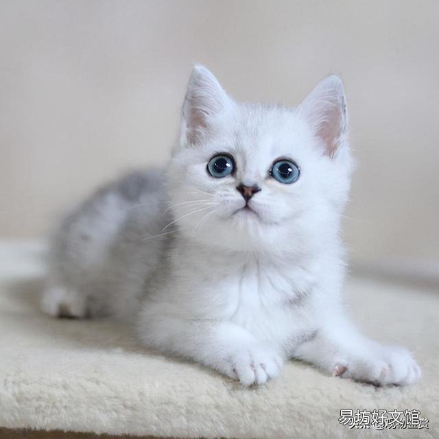 猫多长时间洗一次澡(猫多长时间洗一次澡合适)