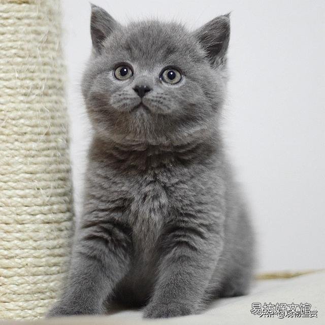 猫多长时间洗一次澡(猫多长时间洗一次澡合适)